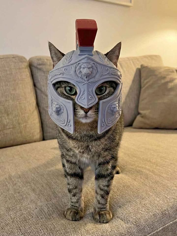 Cat Helmet