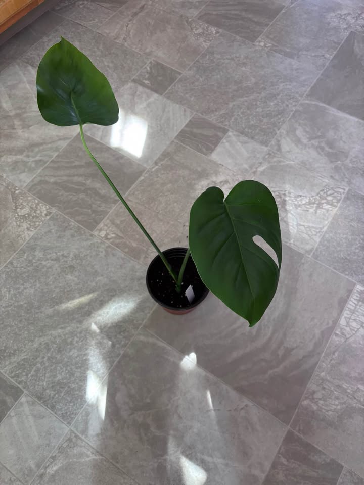 Monstera
